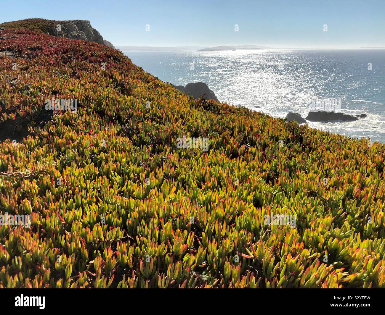 Colorful Ice Plant Growing On The Cliffs At Bodega Head California Stock Photo Alamy