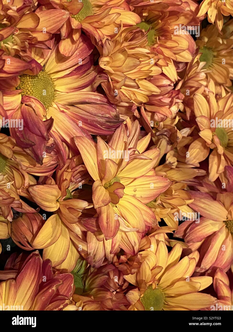 Autumn colorful flowers in bloom - Smartphone Captured Stock Image