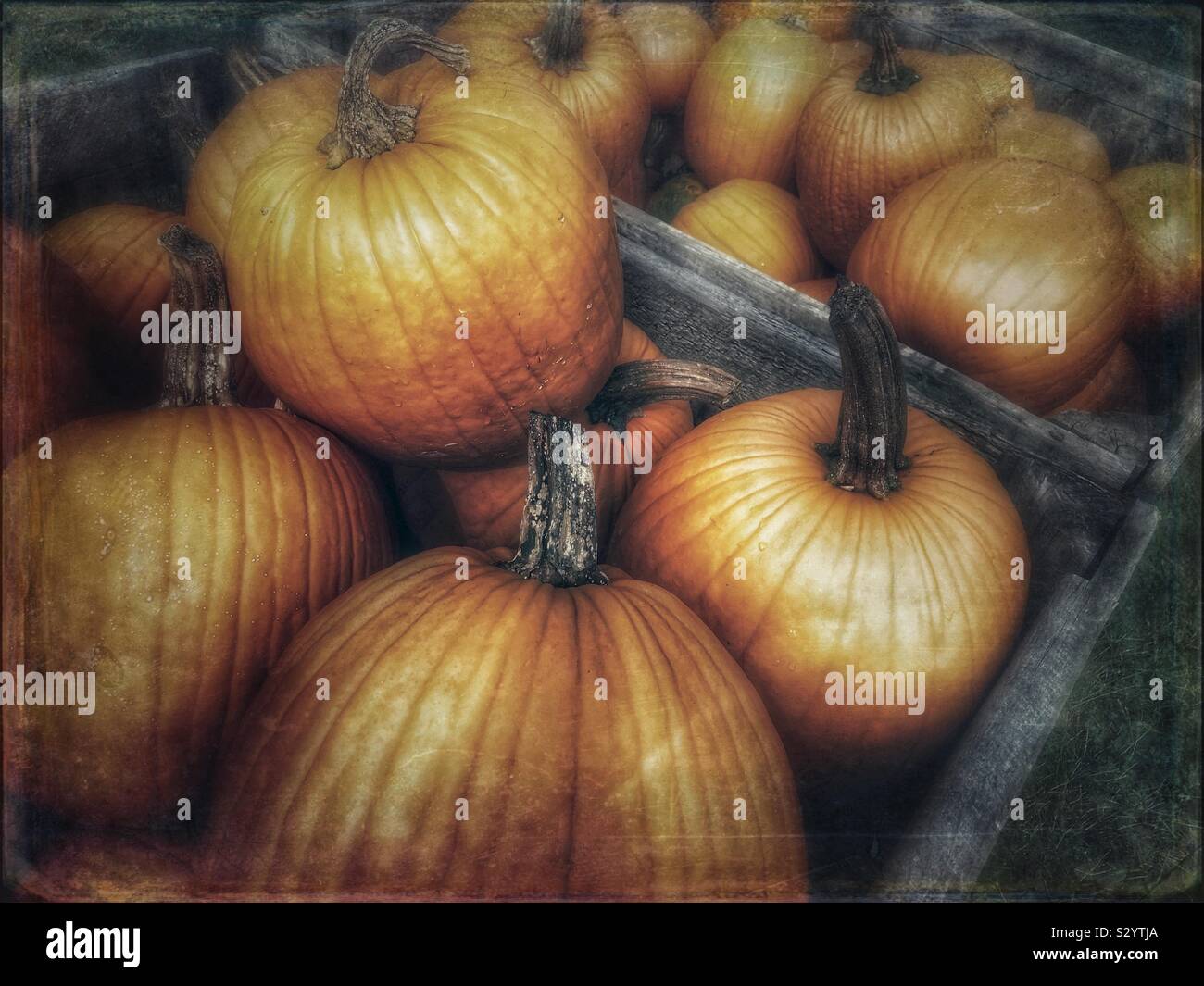 Moody image of crates of pumpkins - Smartphone Captured Stock Image