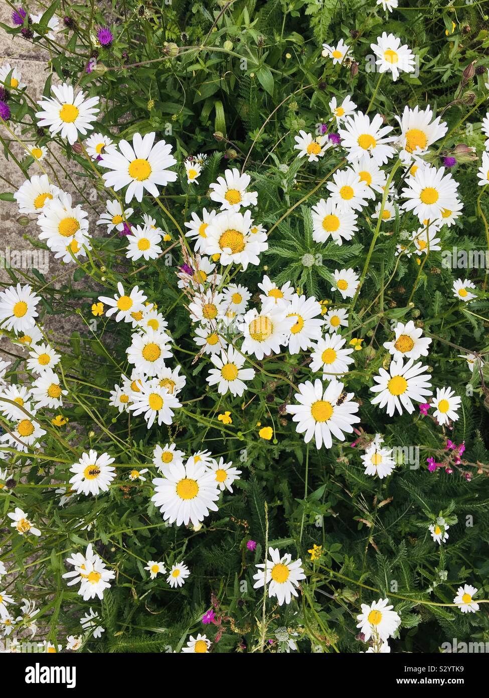 Abundance of Large daisy like flowers Stock Photo Alamy