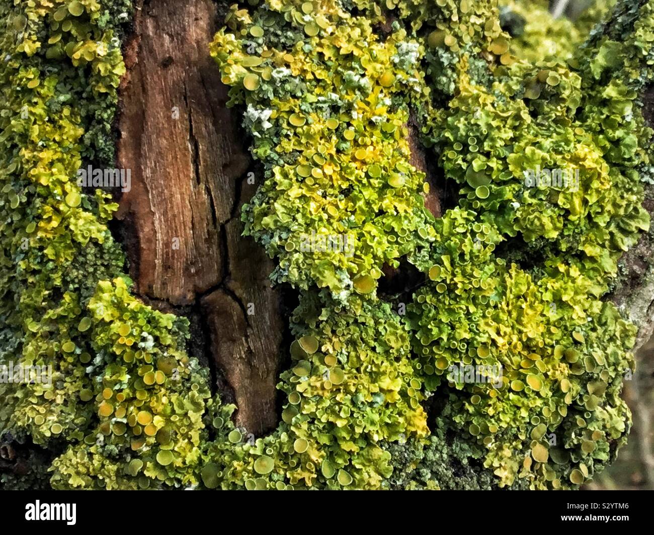 Amazed by these mesmerizing features of green and brown... Stock Photo