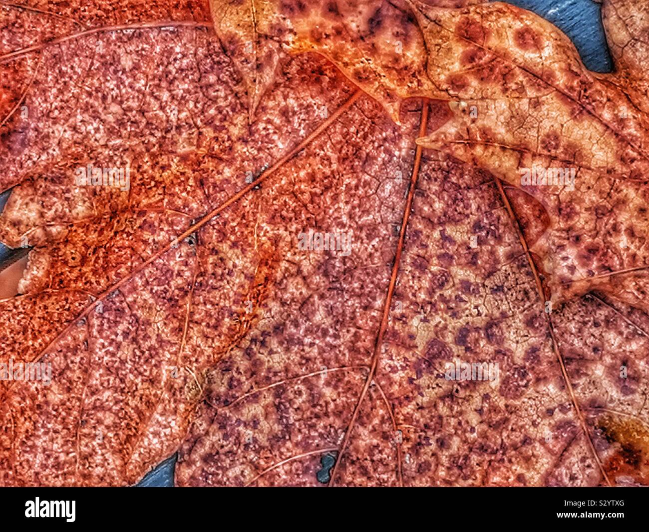 Autumn leaf close up with blotches Stock Photo