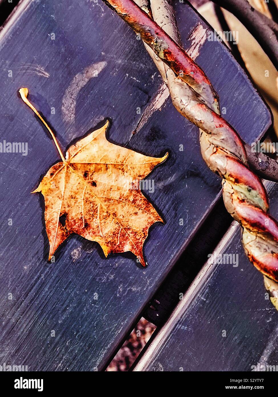 Autumn leaf on outdoor cafe table - Smartphone Captured Stock Image