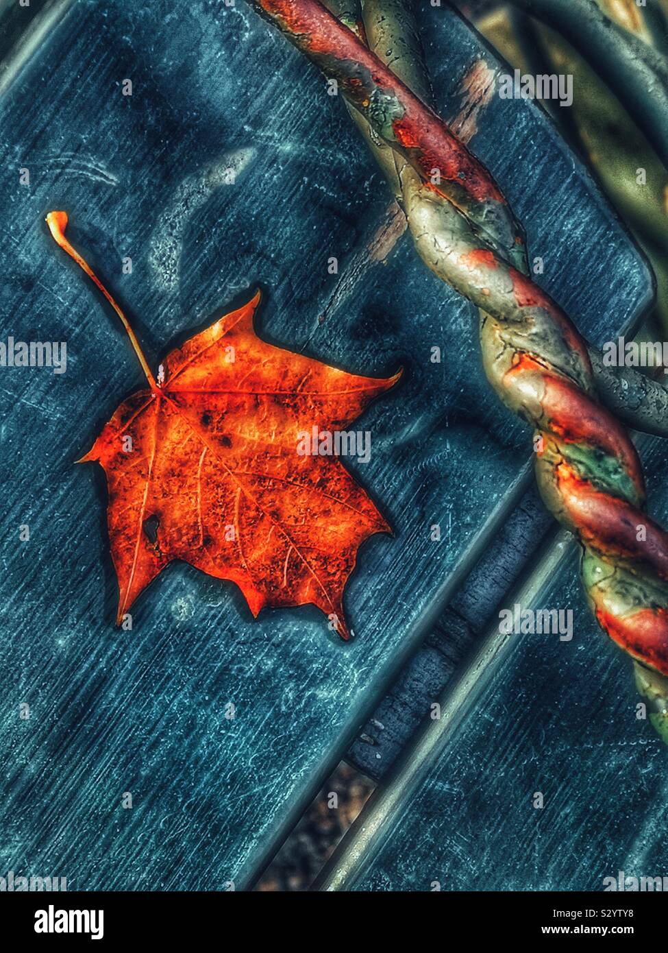 Autumn leaf on outdoor cafe table - Smartphone Captured Stock Image