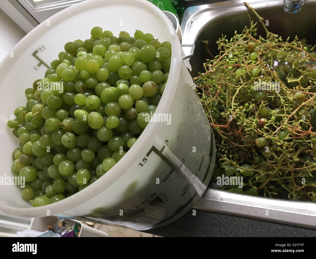 Wine making. Grapes separated from stalks Stock Photo Alamy
