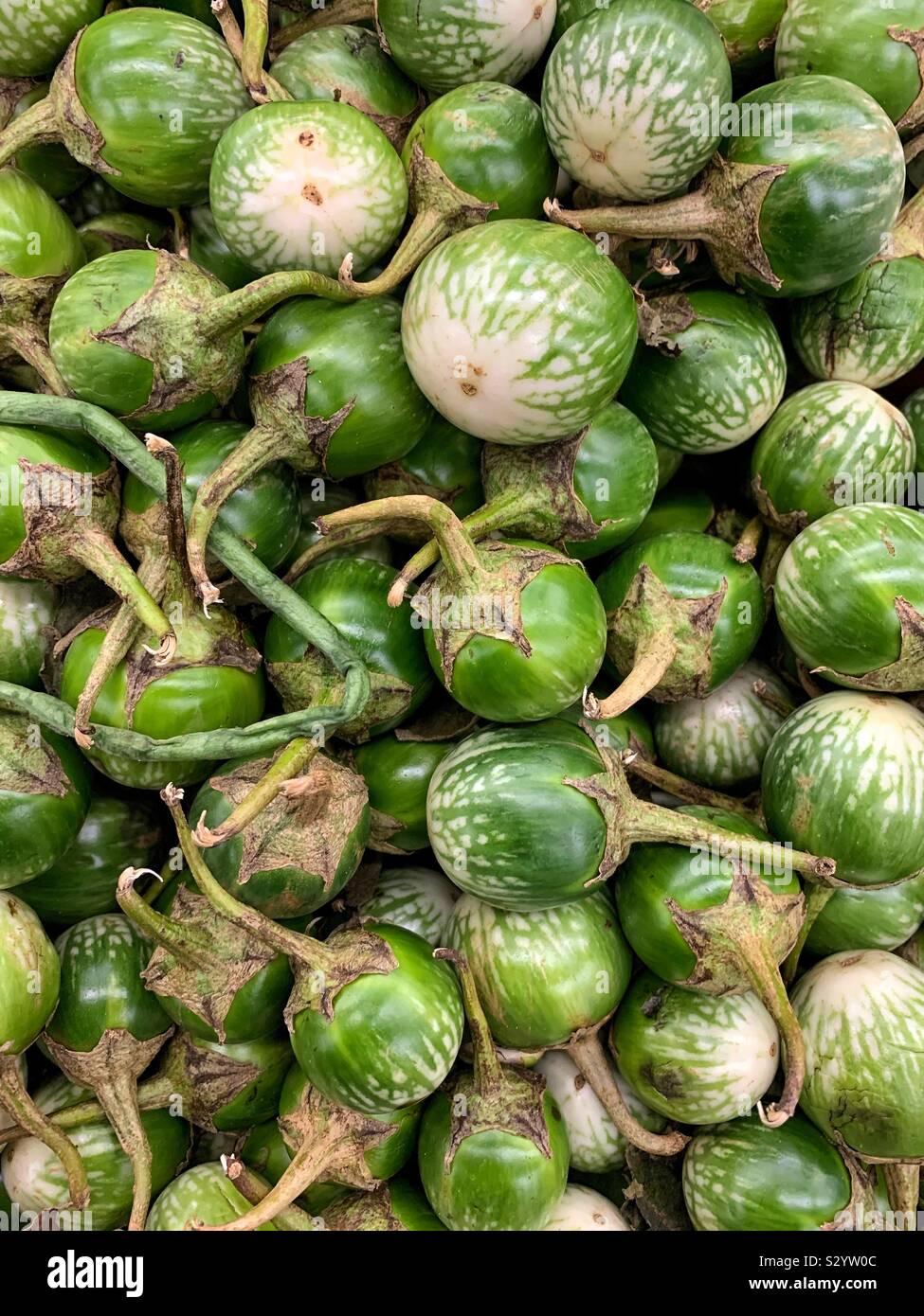 Fresh green Thai eggplant, aubergine, brinjal Stock Photo Alamy