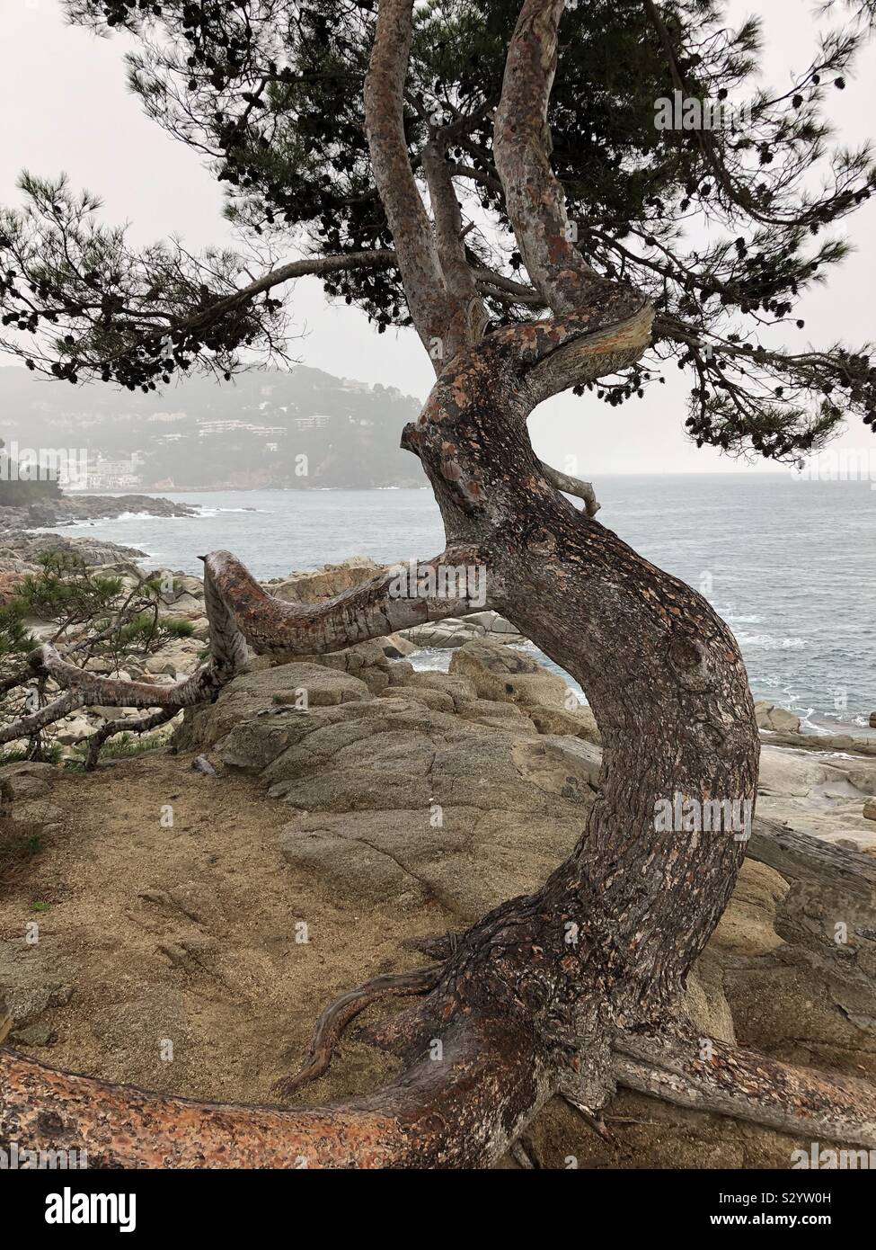 Old twisted pine tree exposed to a heavy rain shower at Les Lloses del Canadell, Costa Brava in Spain. - Smartphone Captured Stock Image