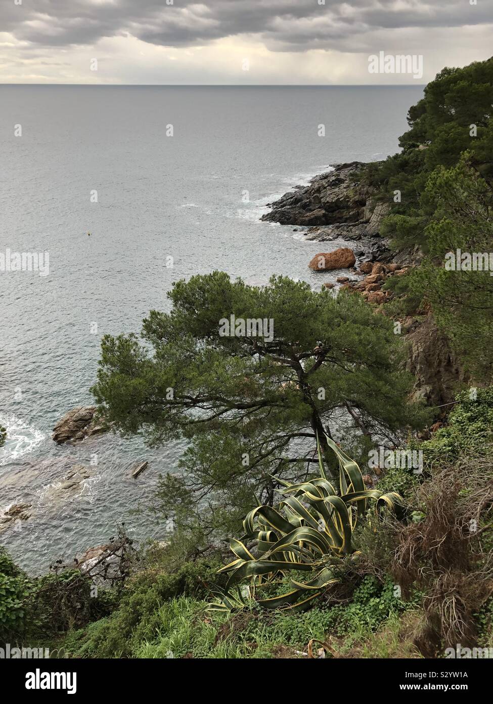 A pine tree standing amongst subtropical vegetation on a rainy day on the craggy beach in Llafranc bay, Costa Brava in Spain. - Smartphone Captured Stock Image