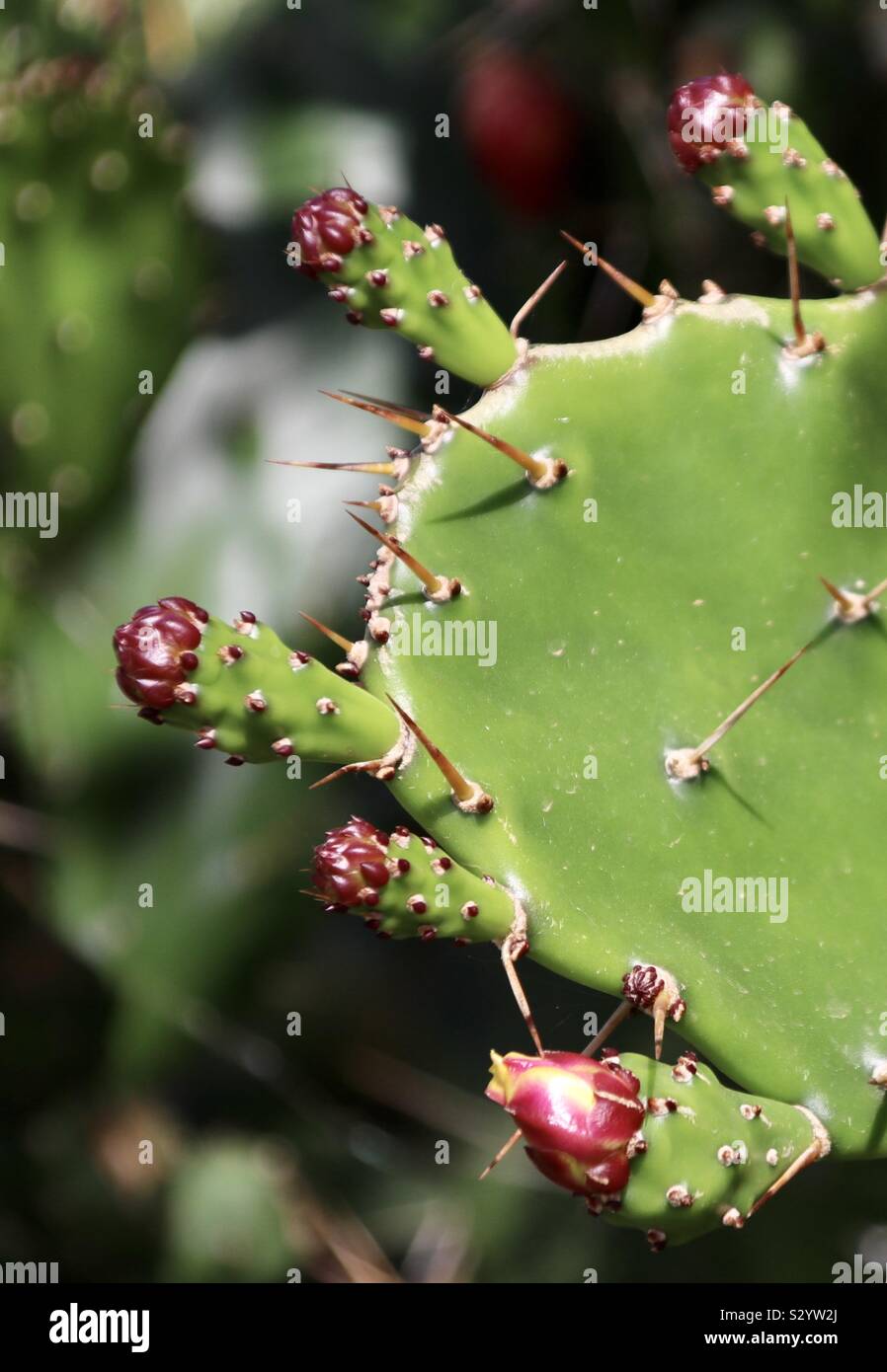 Nahaufnahme von einem Kaktus auf Fuerteventura Stock Photo