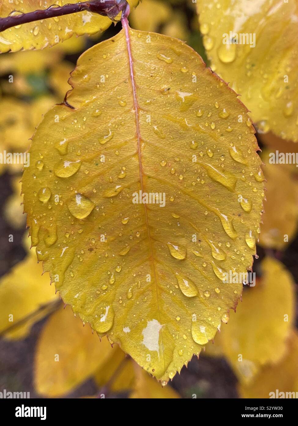 Yellow serrated leaf with rain drops, on the tree Stock Photo