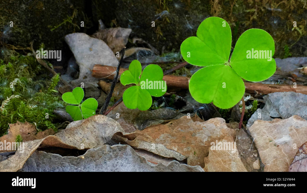 Small, medium and large bright-green clovers in a row emerging from old leaves. Stock Photo