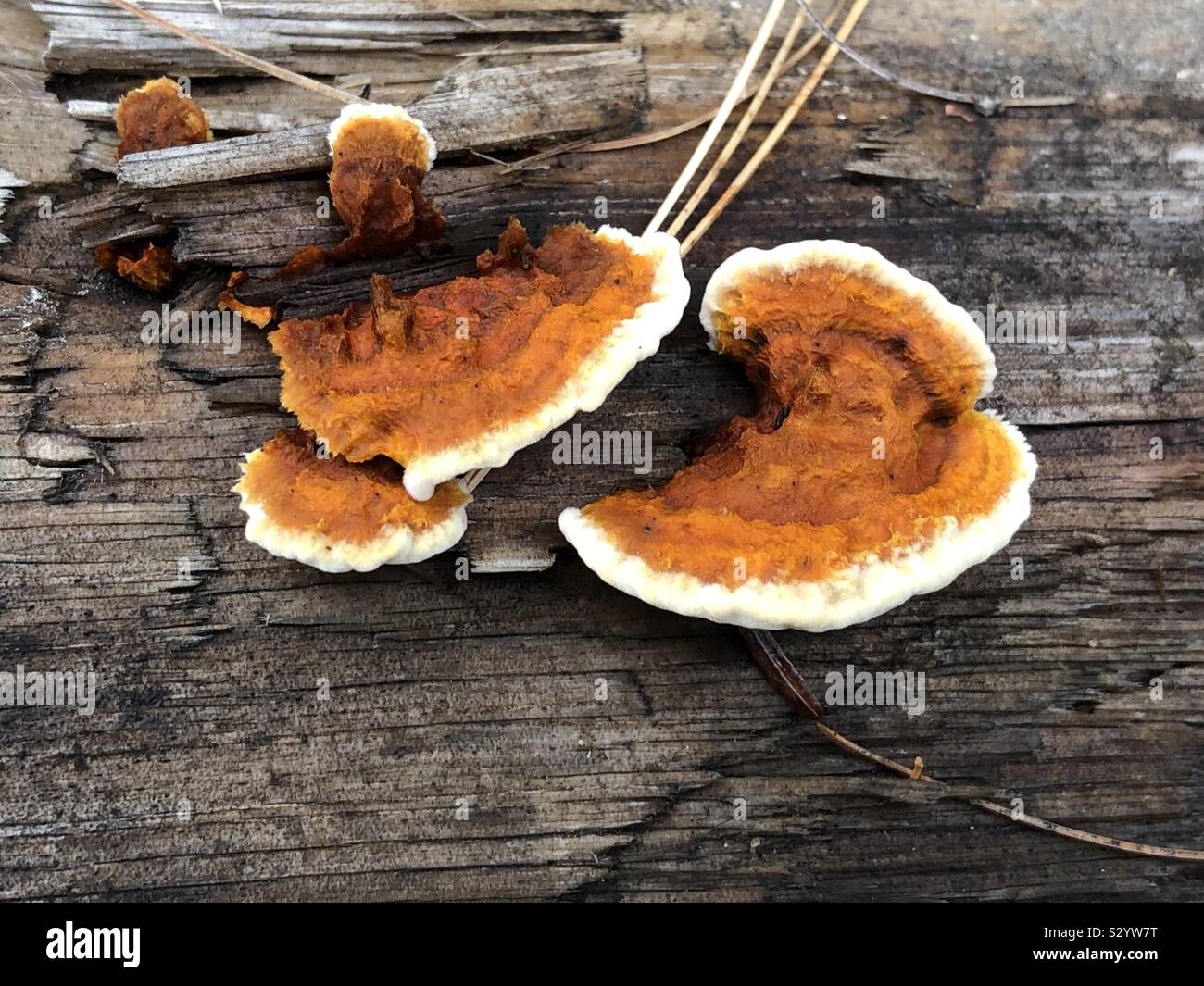 An orange fungus mushroom growing on a log in the autumn - Smartphone Captured Stock Image
