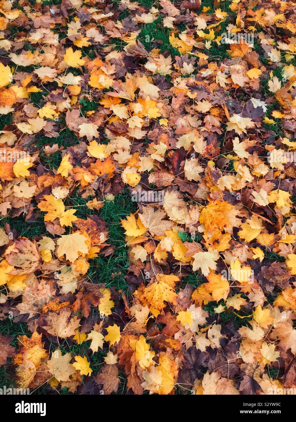 Autumn leaves cover the grass. Winter is on the way! Photo Credit - © COLIN HOSKINS. - Smartphone Captured Stock Image