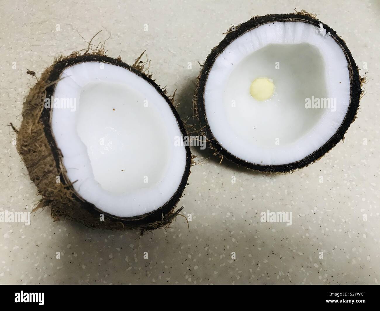 Sprouted coconut broken in to 2 pieces Stock Photo Alamy
