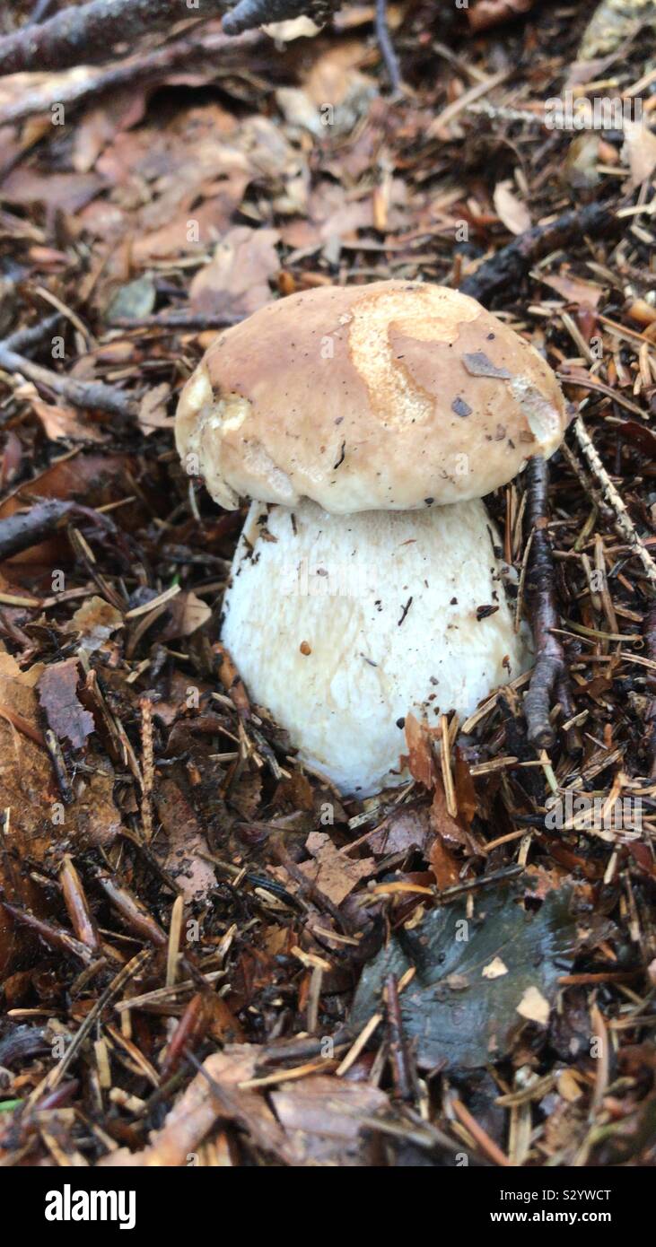 Porcini italy hires stock photography and images Alamy