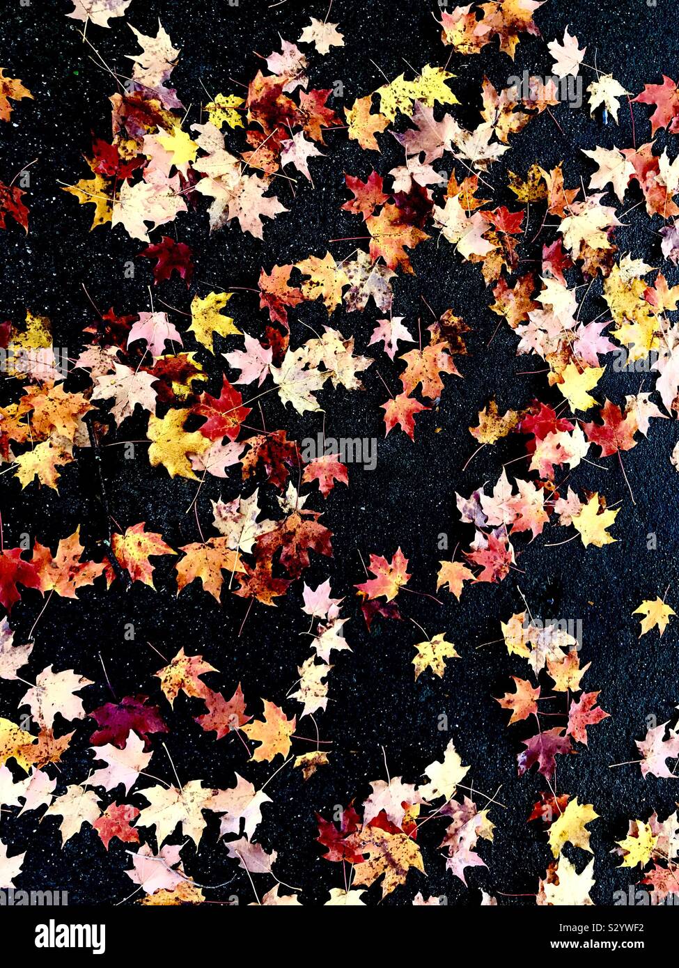 Colorful fall leaves against black ground. Stock Photo