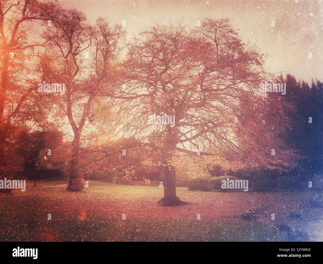 Museum Gardens in autumn York North Yorkshire England UK United Kingdom GB Great Britain - Smartphone Captured Stock Image