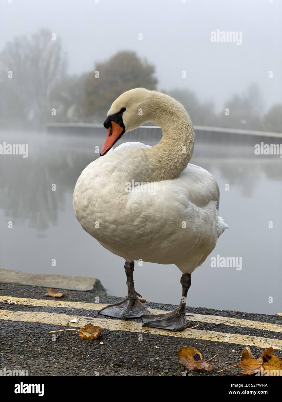 A swan by the River Thames in Surbiton - Smartphone Captured Stock Image