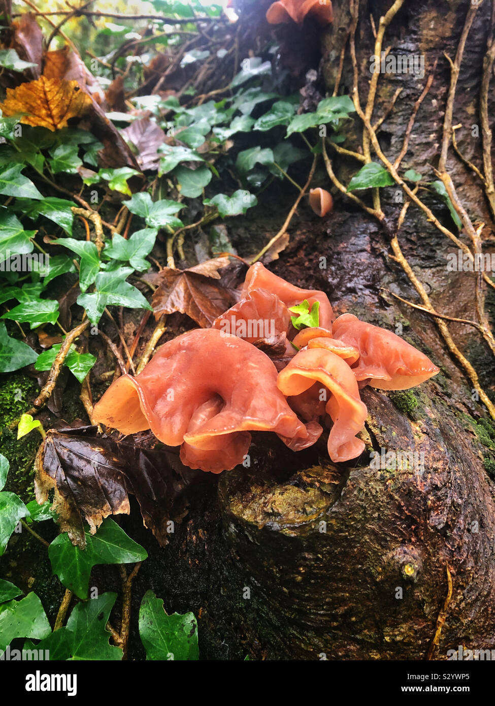 Auricularia auricula- Judaea, Jews ear or wood ear fungus growing in Cornwall, early November. Stock Photo