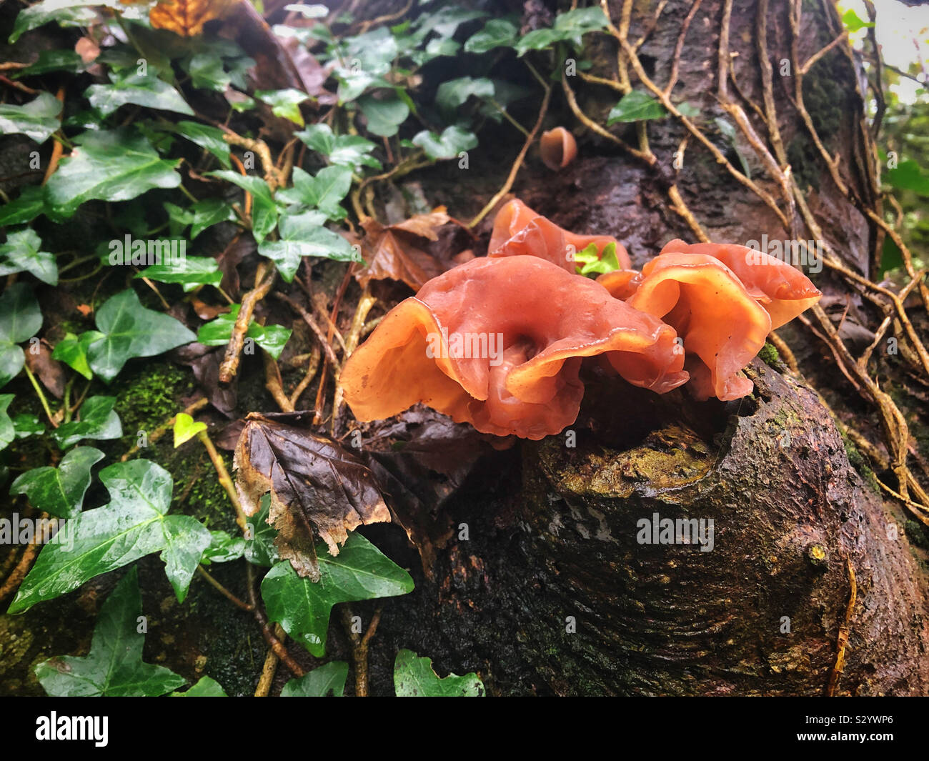 Auricularia auricula- judae, or Jews ear fungus, growing on a tree in Cornwall, early November. Stock Photo