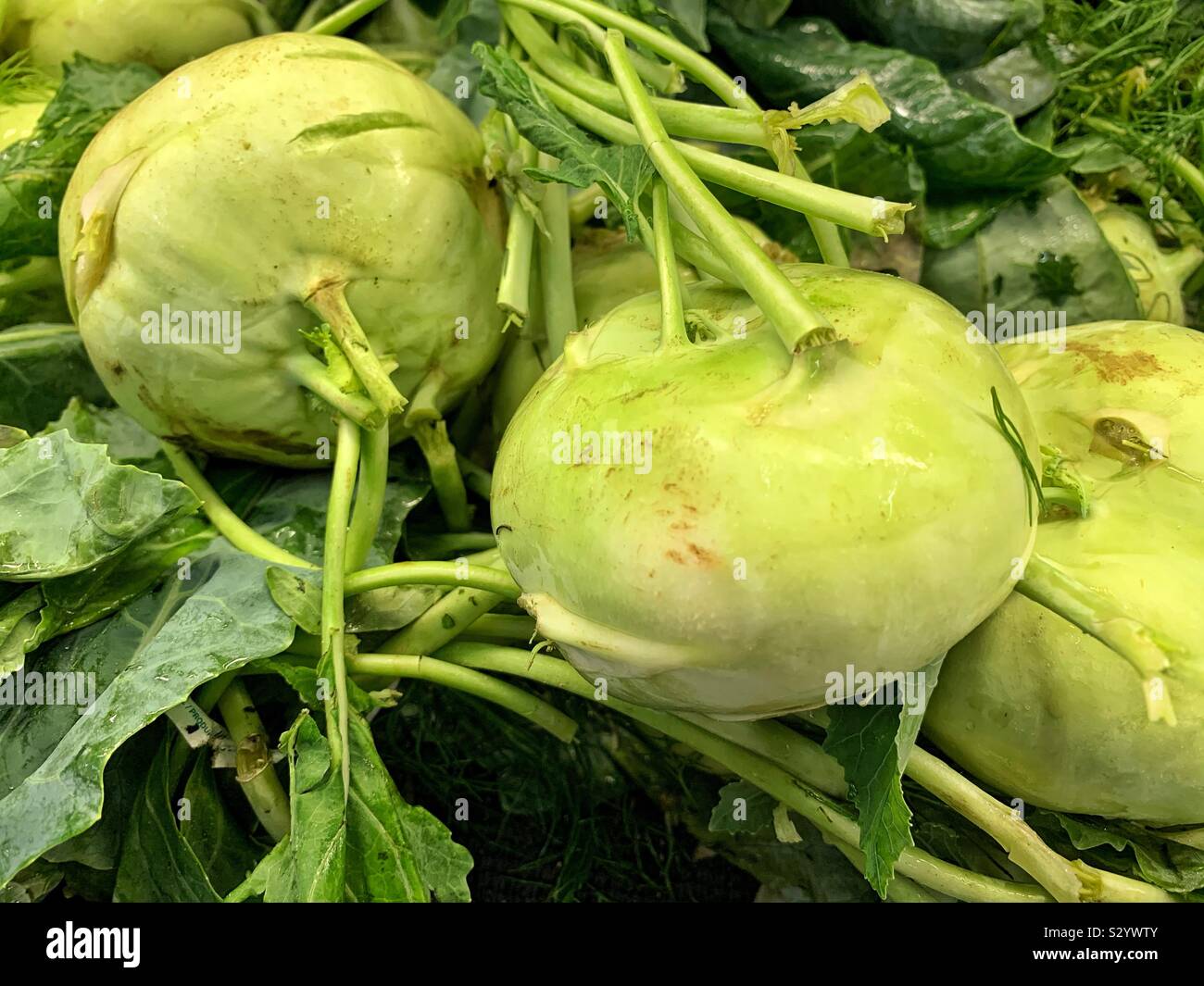 Kohlrabi, German cabbage, German turnip, cabbage turnip Stock Photo