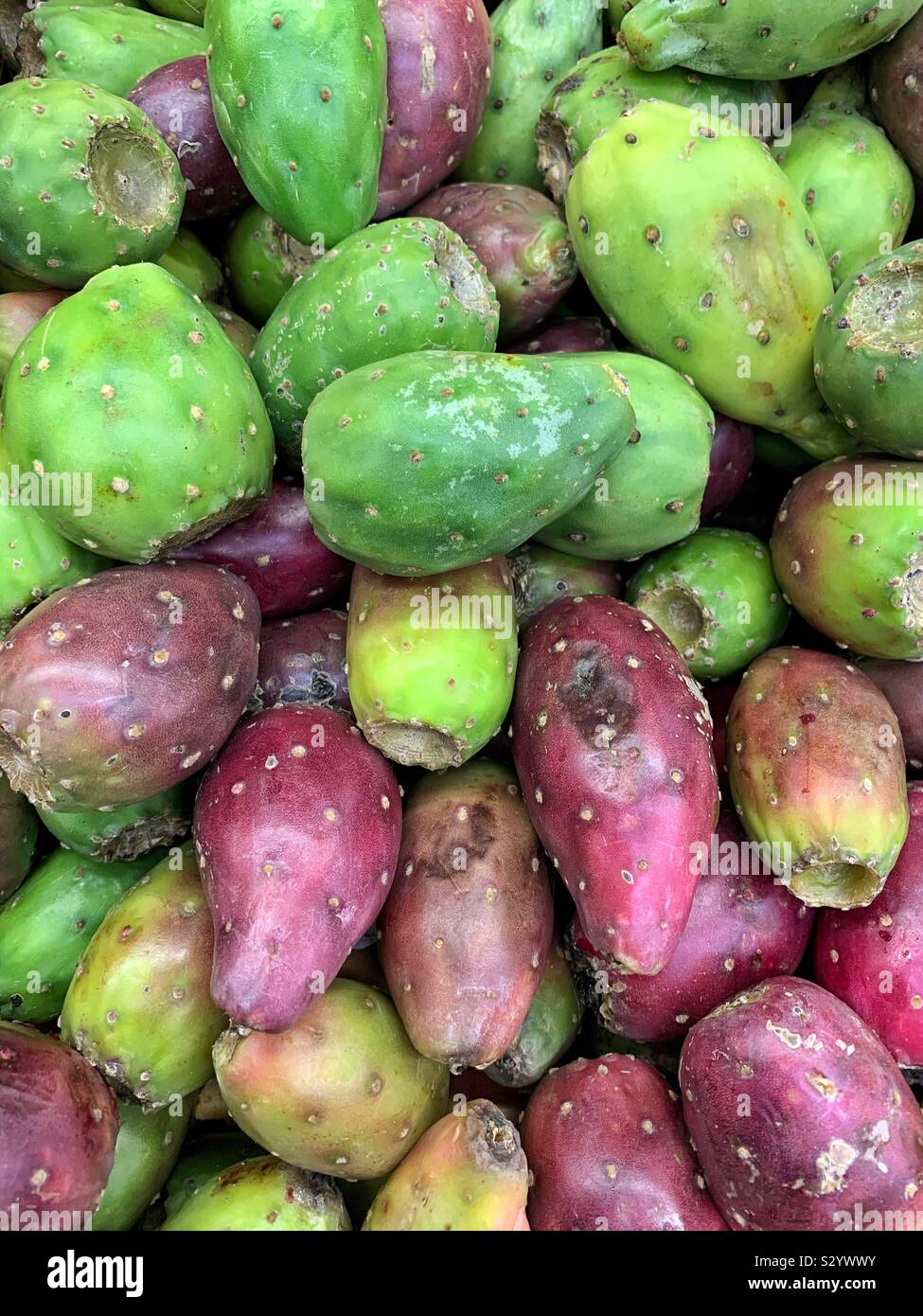 Opuntia, prickly pear, tuna, sabra, nopales, nōpalli, paddle cactus, fruit Stock Photo