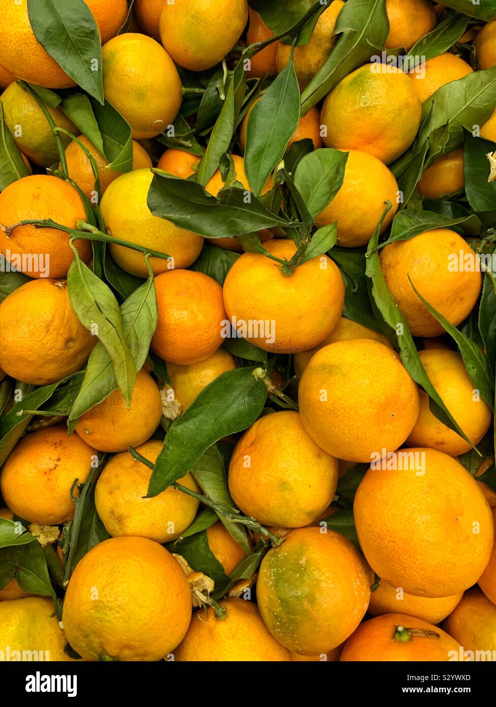 mandarin orange, Citrus reticulata, mandarin, mandarine, orange fruit with green leaves and stems Stock Photo