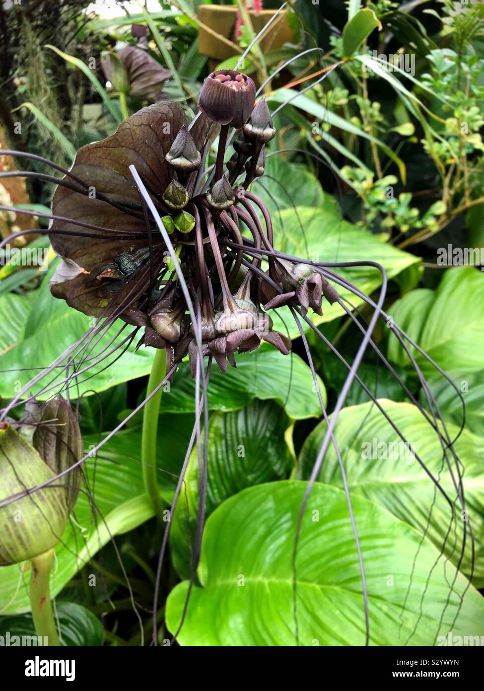 Tacca chantrieri, the black bat flower Stock Photo Alamy