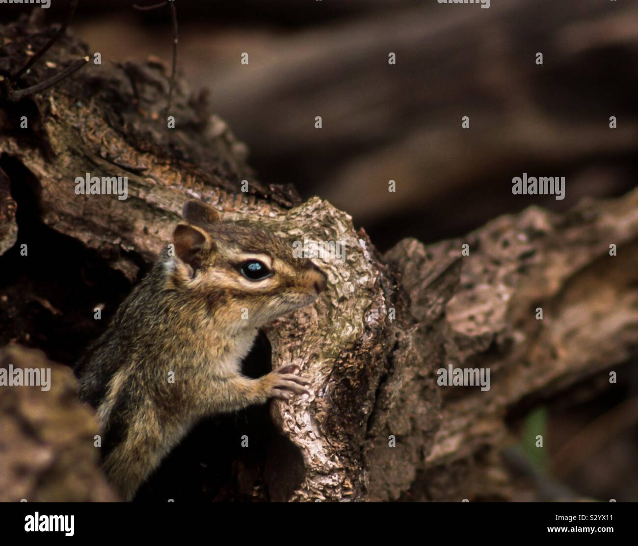 Eastern Chipmunk, Sherburne National Wildlife Refuge, near Princeton