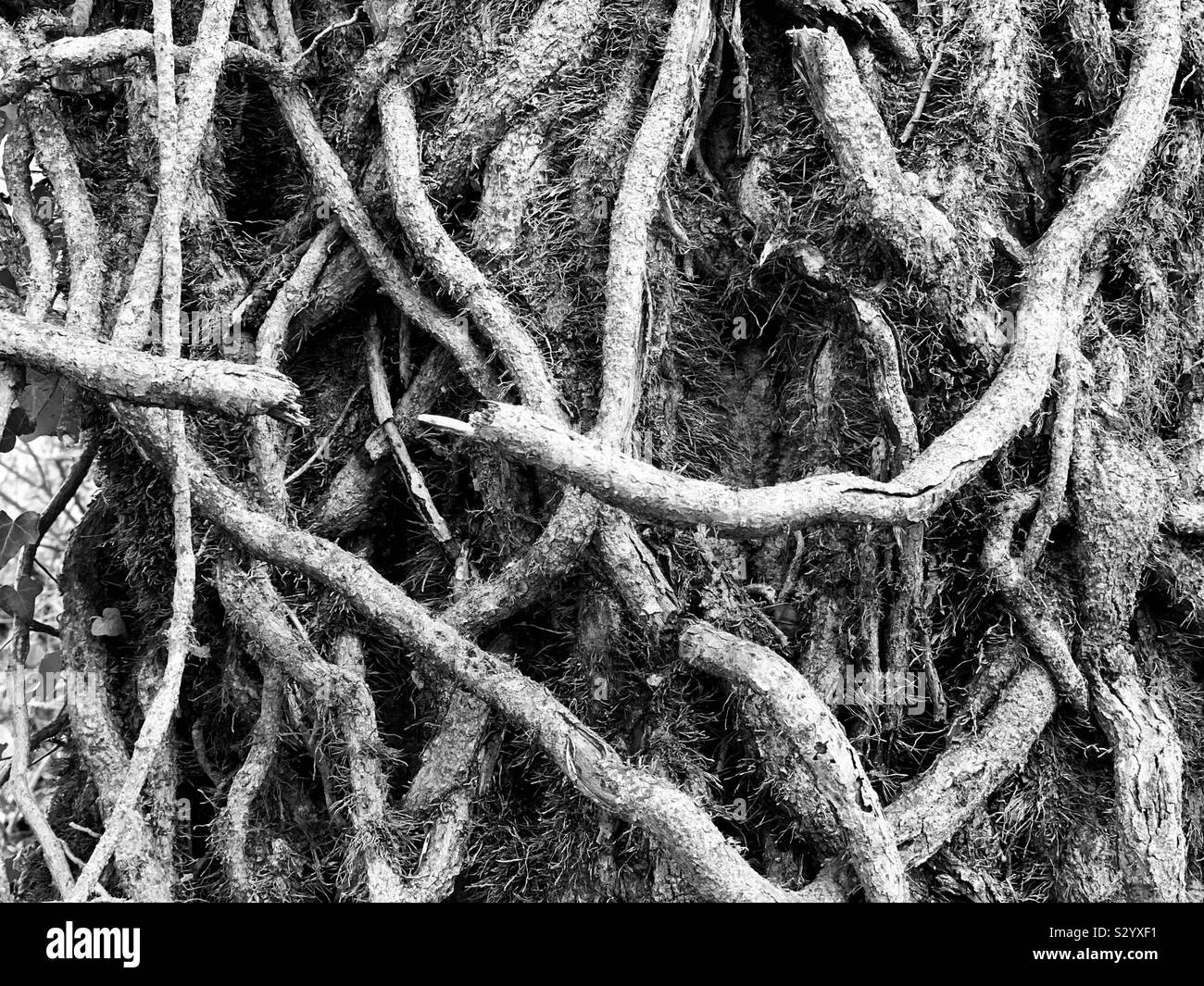 Twisted ivy over tree trunk. split and separated, no longer connected. Stock Photo