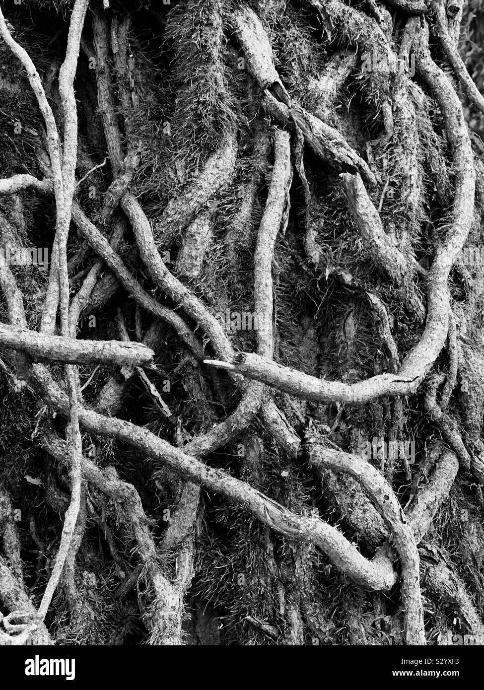 Split trunk tree hi res stock photography and images Alamy