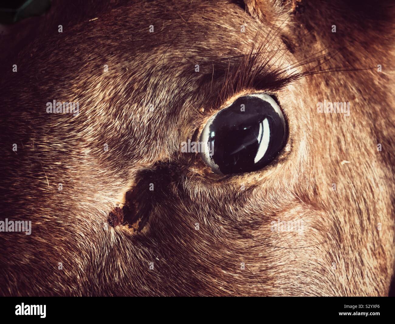 Closeup of a moose head and glass eye hunter’s trophy hanging on the wall in an old, abandoned farmhouse. - Smartphone Captured Stock Image