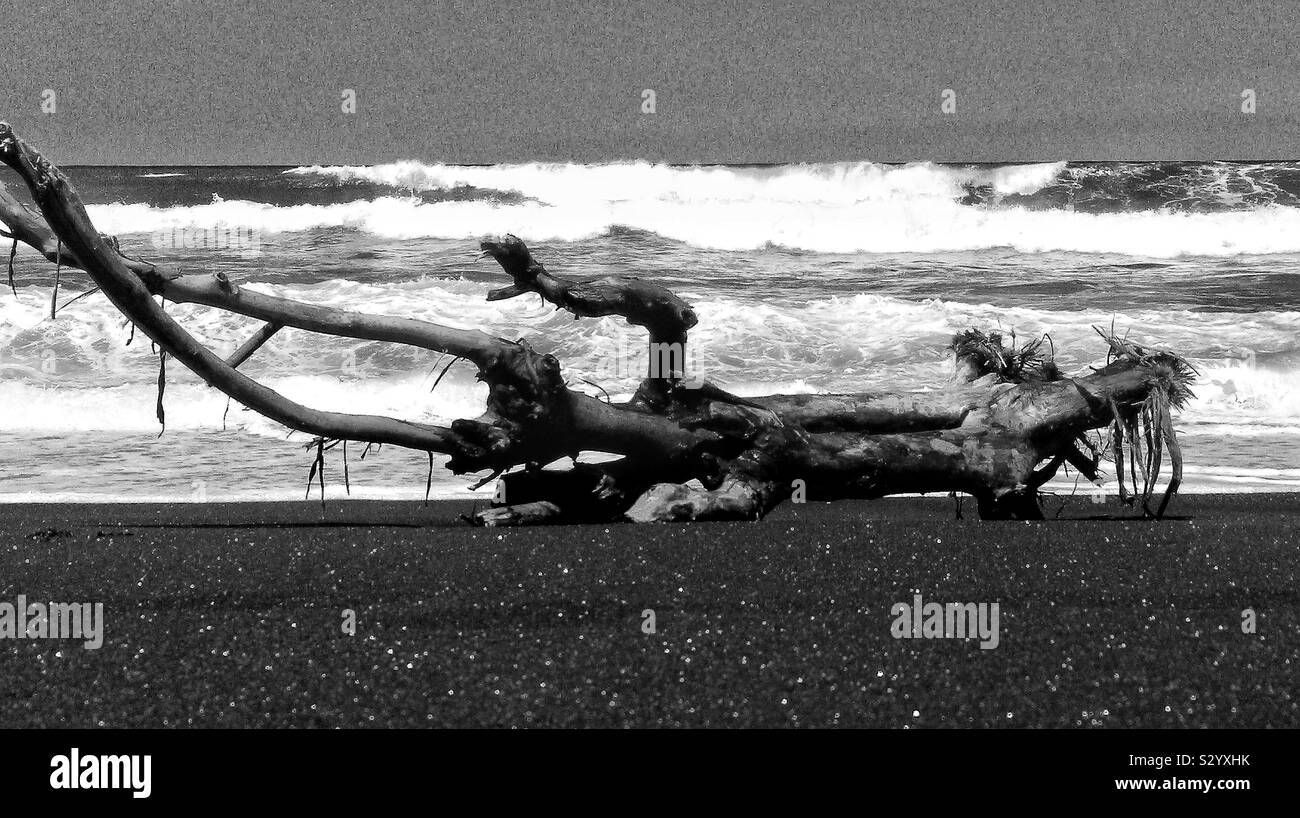 Pretty massive piece of driftwood on a Balinese beach, being completely deserted... meaning not a single soul...truly liberating time Stock Photo