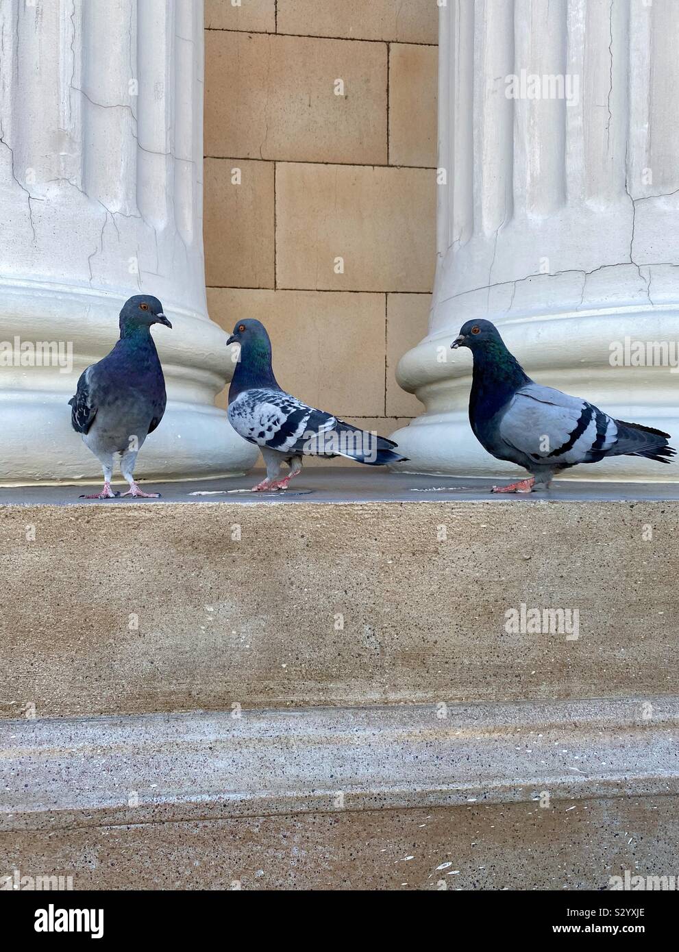 Flock of pigeons sitting on a concrete wall - Smartphone Captured Stock Image