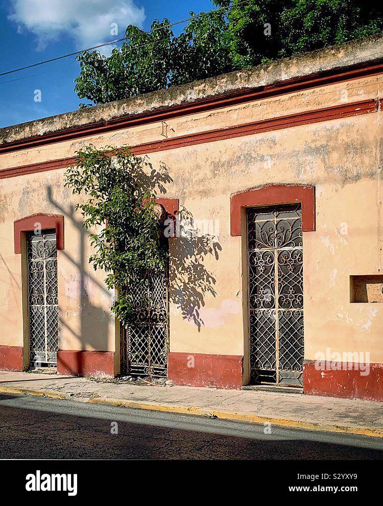 A plant grows through the front door escaping the inside of an abandoned house in Mérida, México. Stock Photo