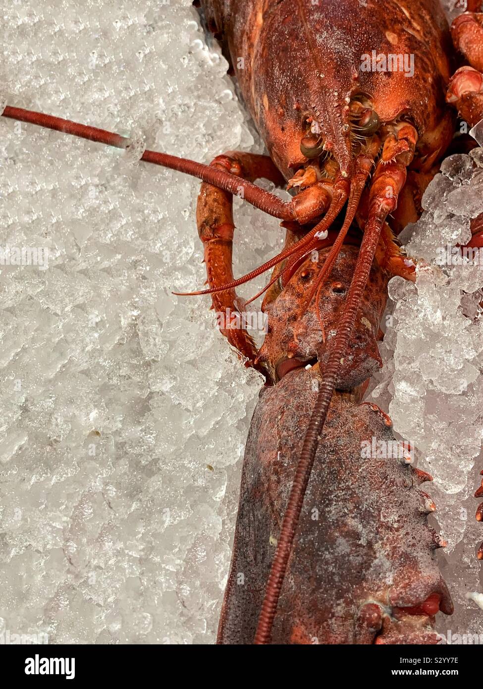 Fresh delicious red lobster served on ice Stock Photo