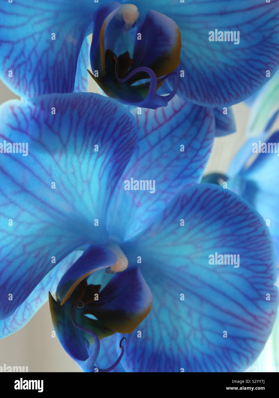Phalaenopsis Orchid ex Lidl Stock Photo Alamy