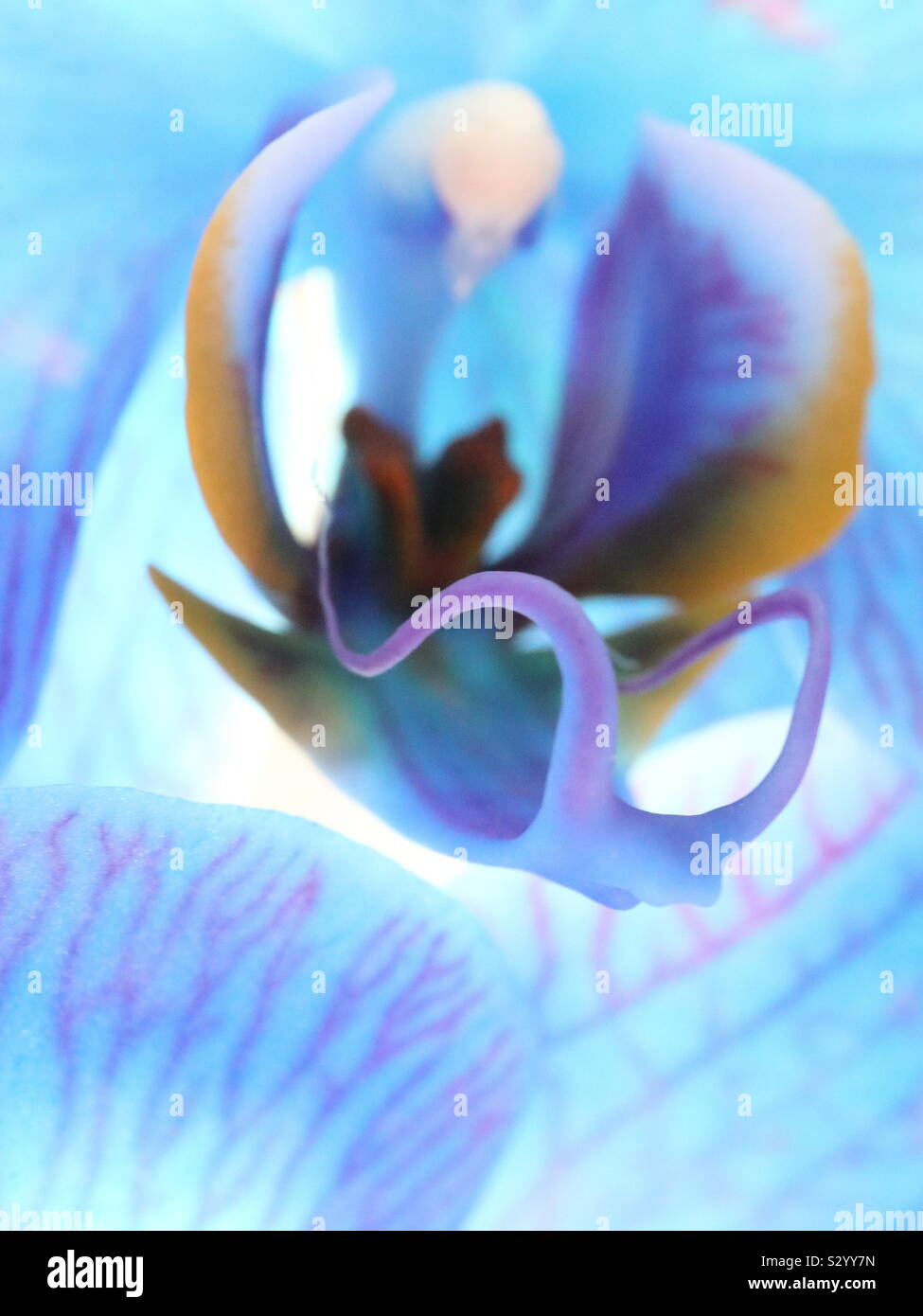 Alien Phalaenopsis - Smartphone Captured Stock Image