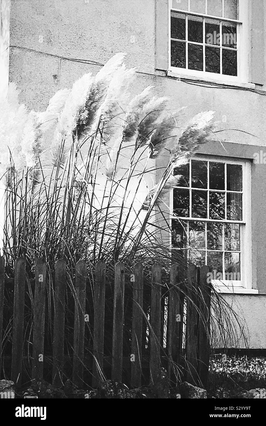 Ornamental pampas grass Black and White Stock Photos & Images - Alamy