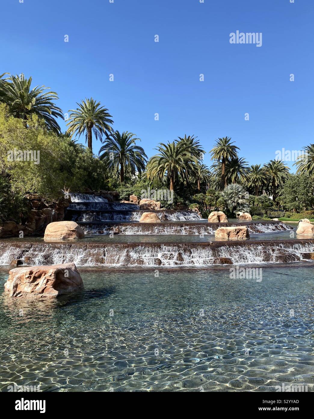 Tropical gardens with water feature, palm trees and tropical plants - Smartphone Captured Stock Image