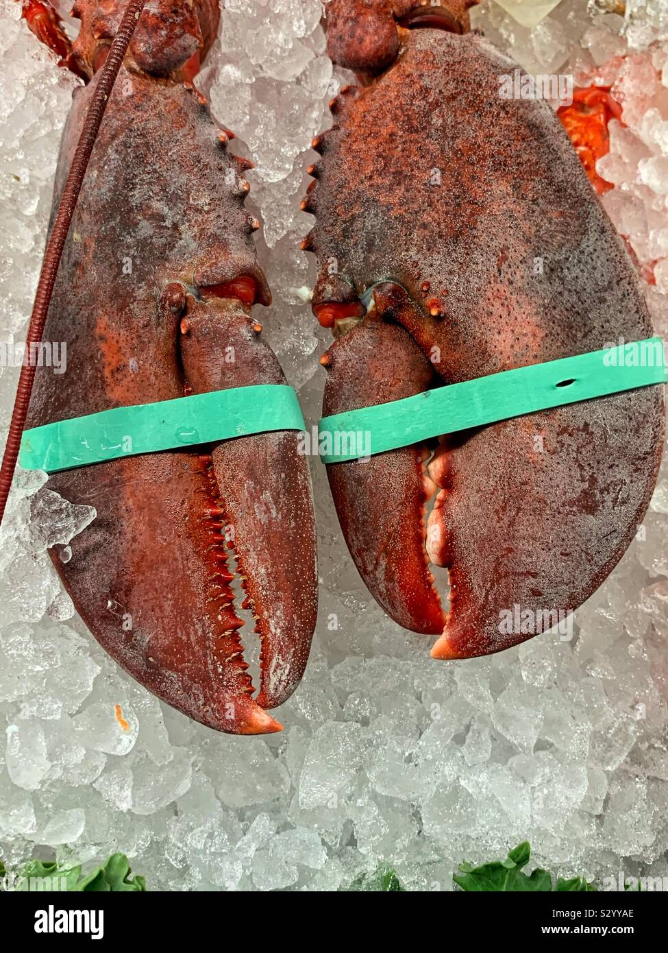 Pair of fresh lobster claws hand cuffed in rubber bands Stock Photo