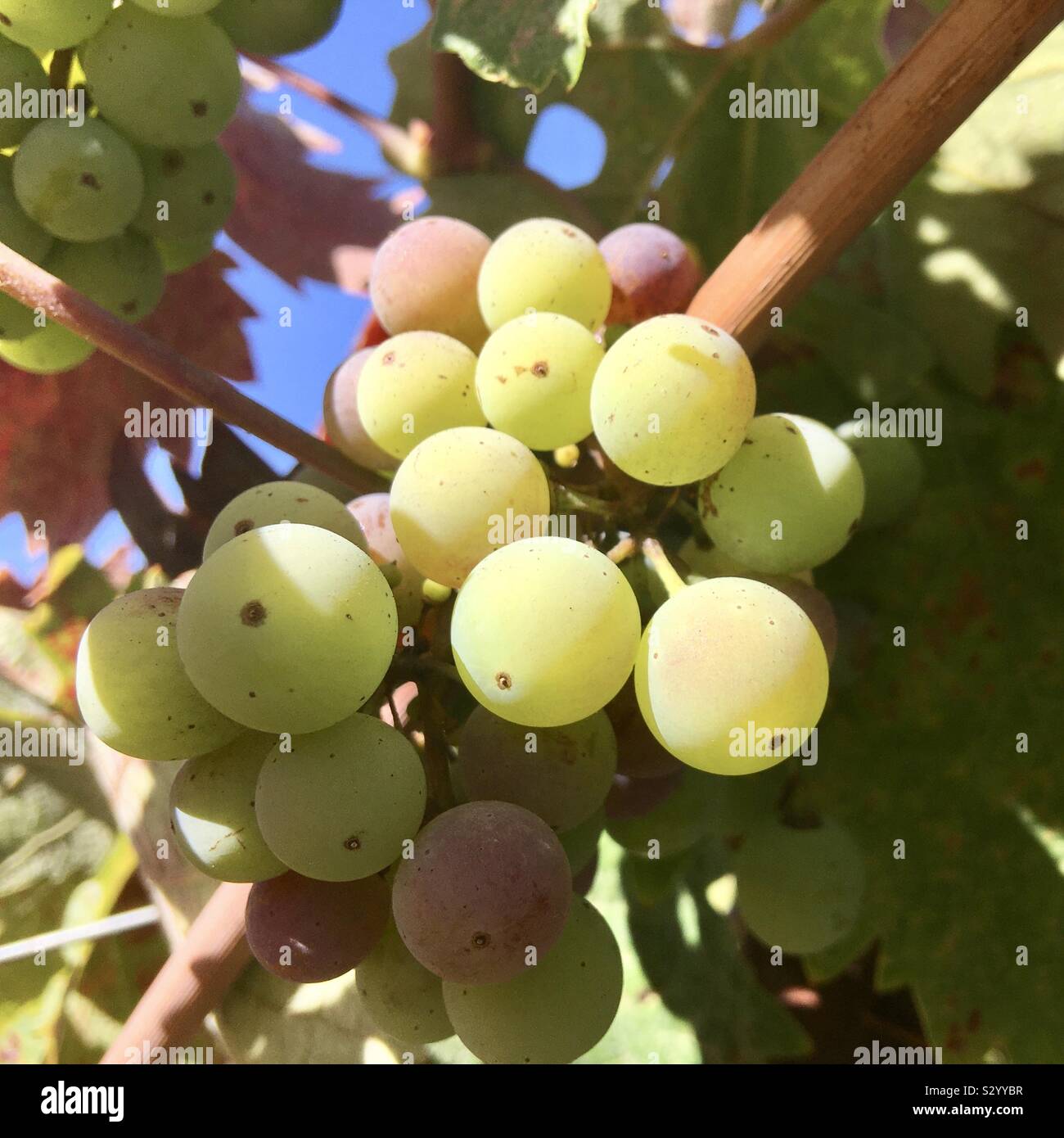 Bunch of white grapes growing in vineyard used by winemaker - Smartphone Captured Stock Image