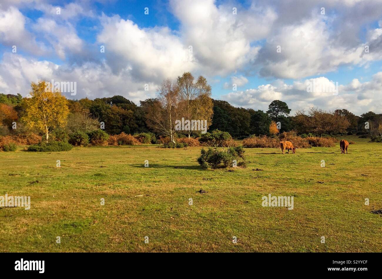 Autumn in Burley in the New Forest Hampshire, England, Uk. Stock Photo