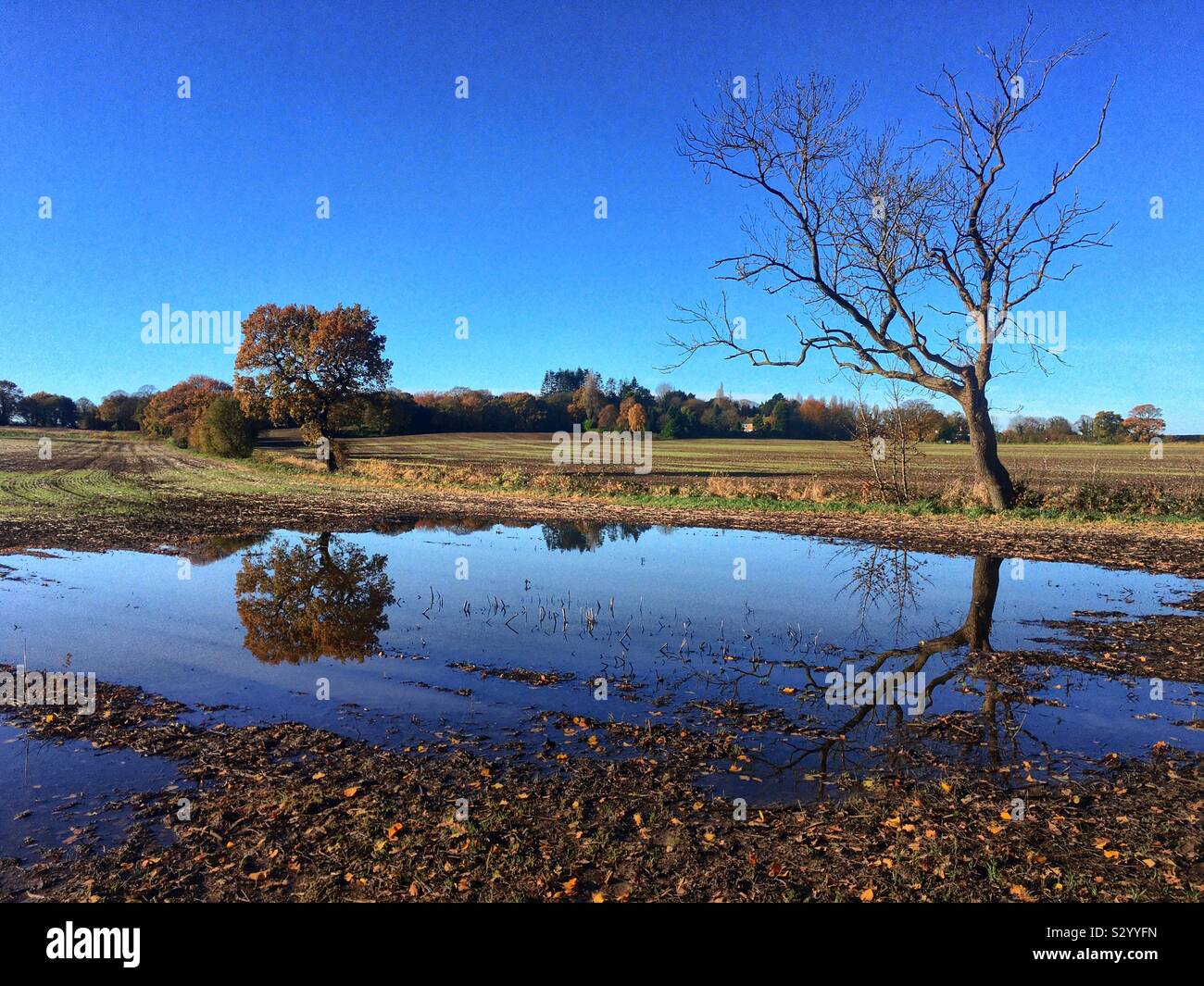 Wet Autumn Sun 2 - Smartphone Captured Stock Image