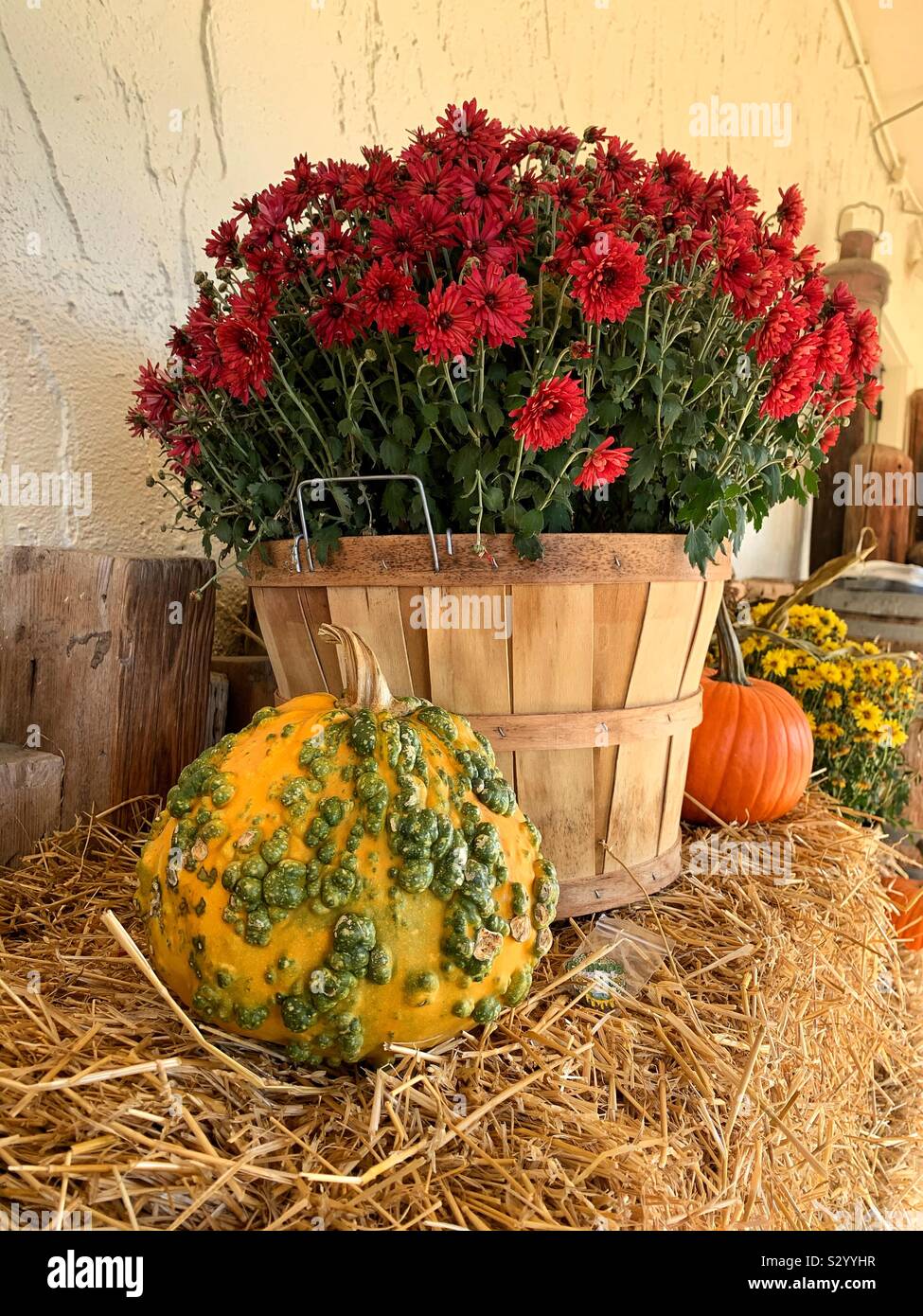 A yellow pumpkin full of green warts and a bunch of red mums sitting on a bale of hay. Stock Photo