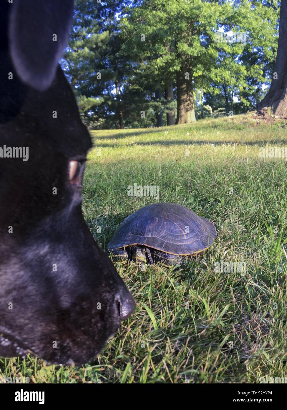Black Labrador looking at turtle Stock Photo