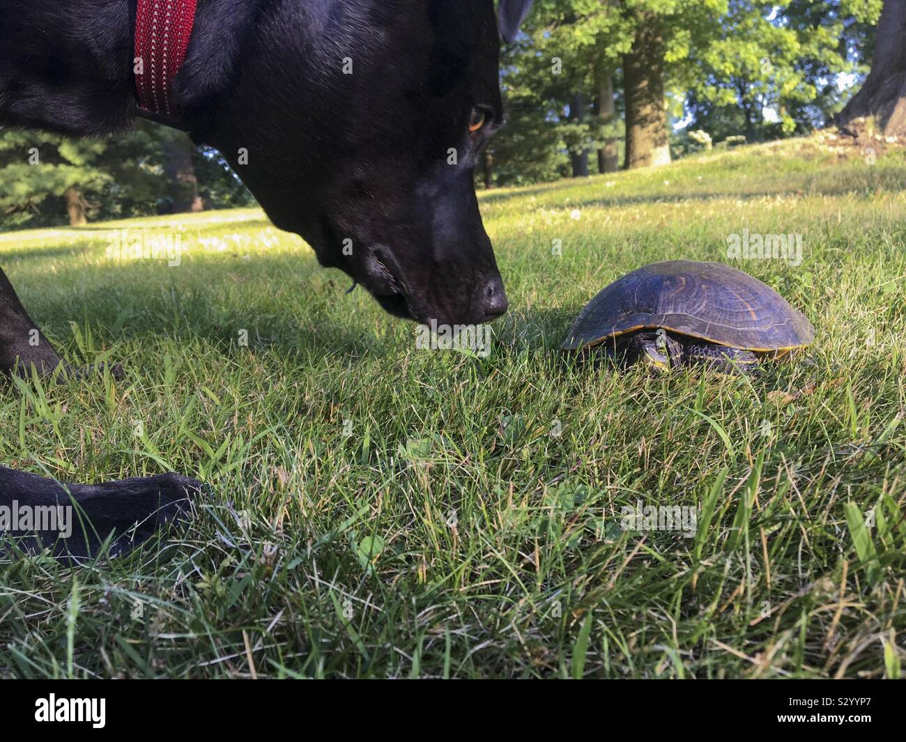 Black dog sniffing turtle Stock Photo