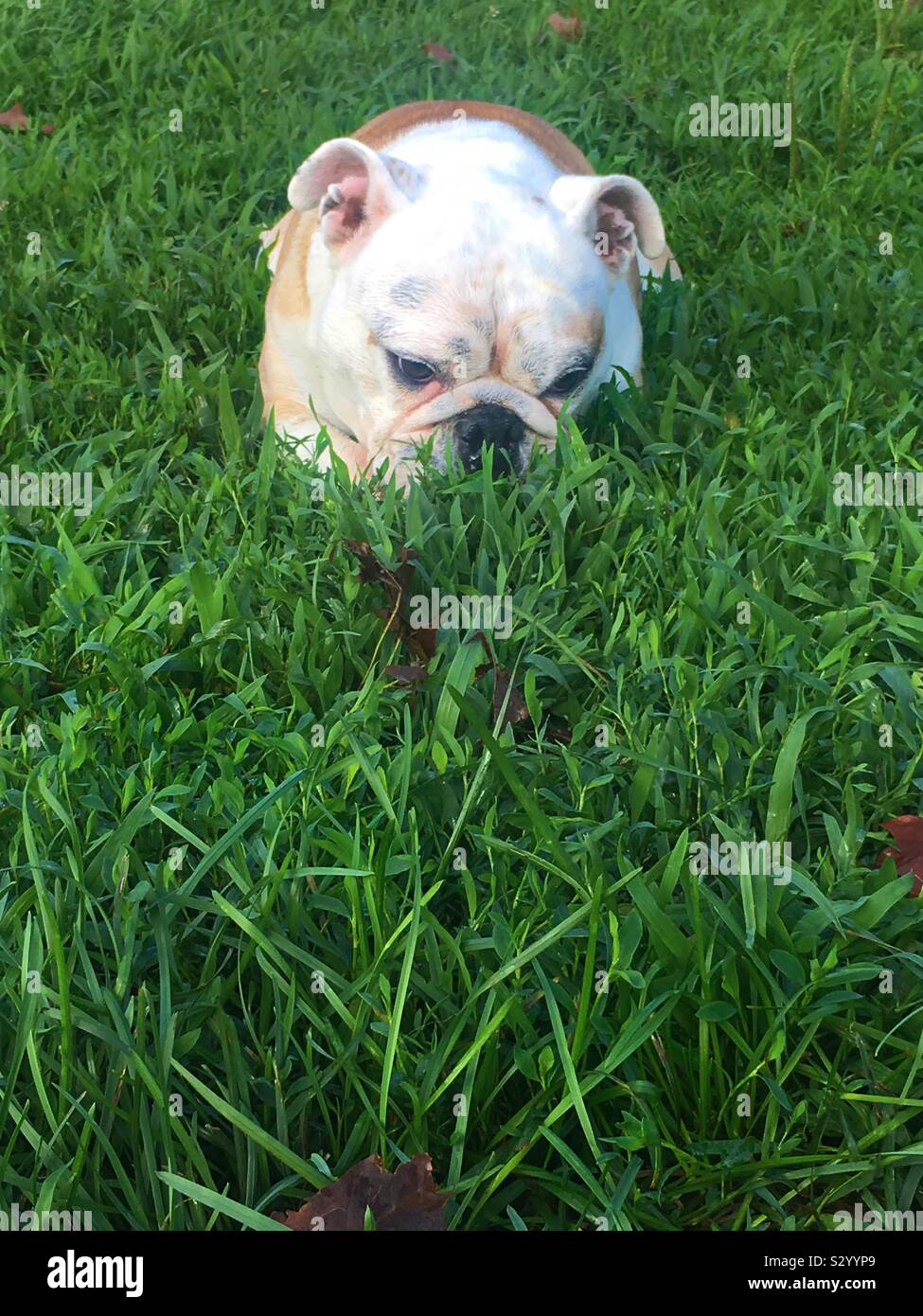 Bulldog in the grass Stock Photo