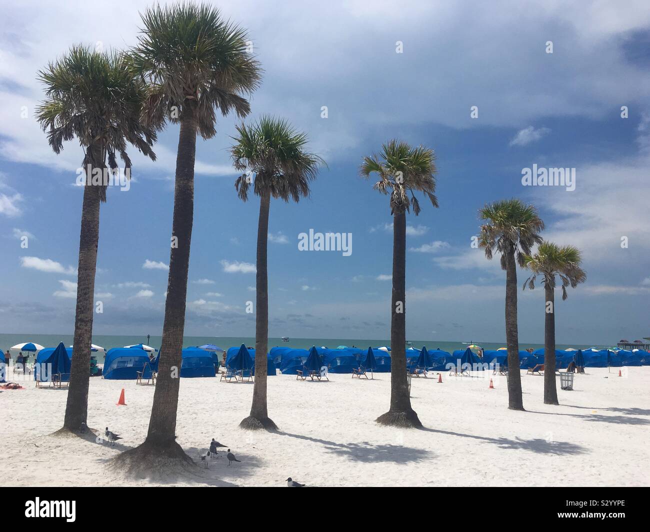 Palm trees on Florida beach Stock Photo