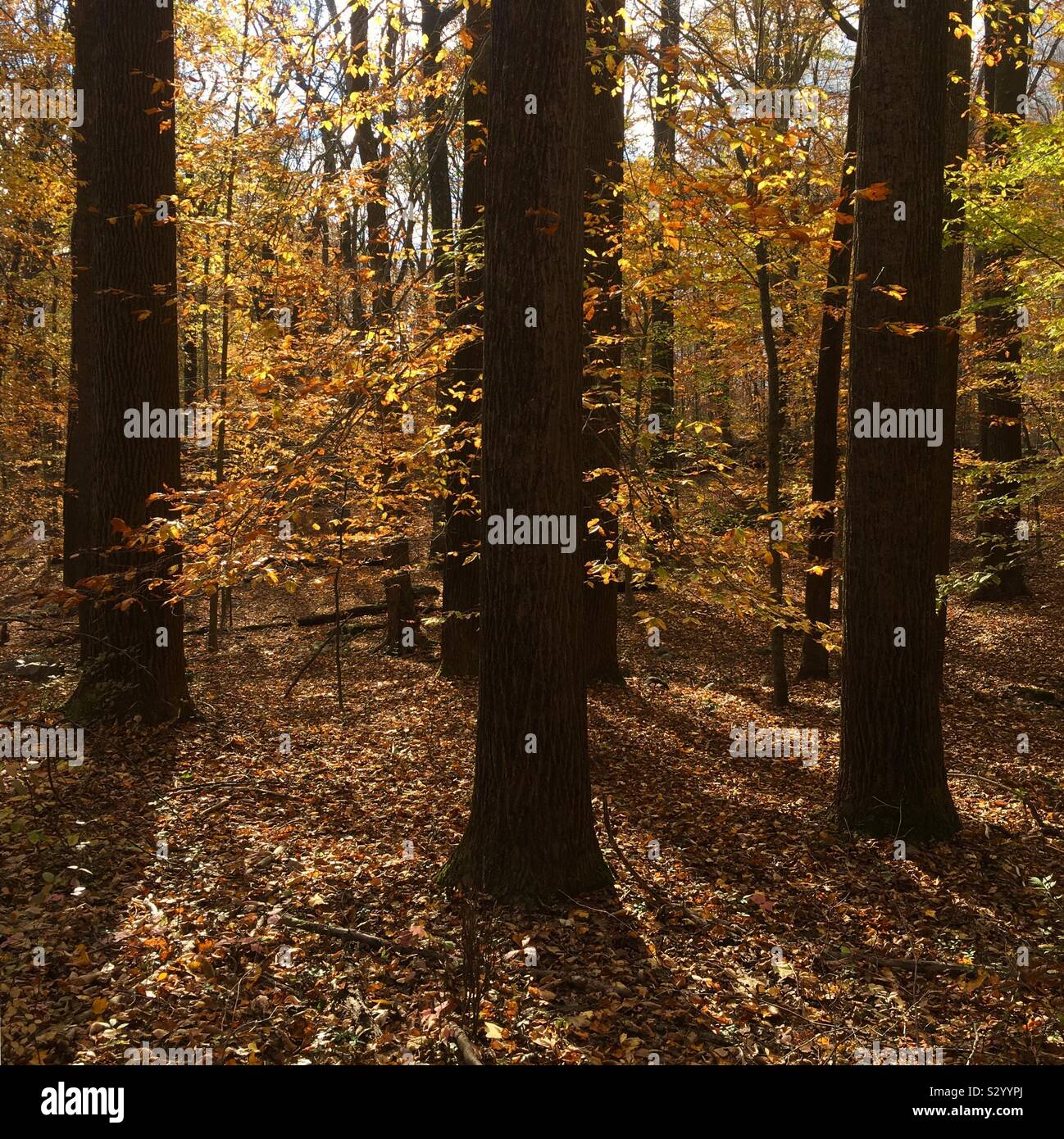 Autumn woods Stock Photo